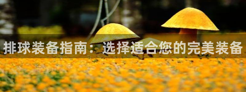 极悦娱乐app官方版本更新内容是什么：排球装备指南：