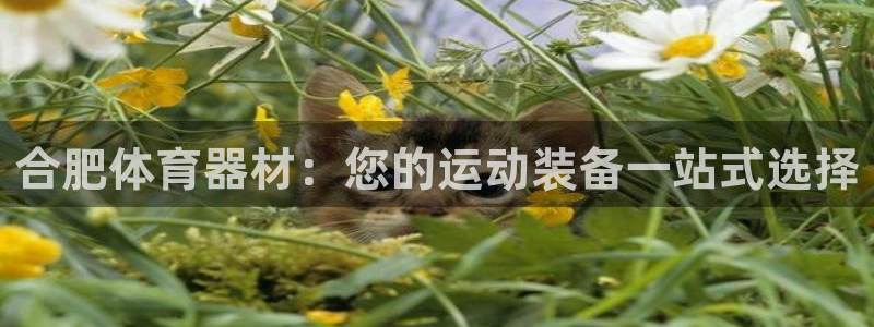 极悦娱乐部7O777：合肥体育器材：您的运动装备一站